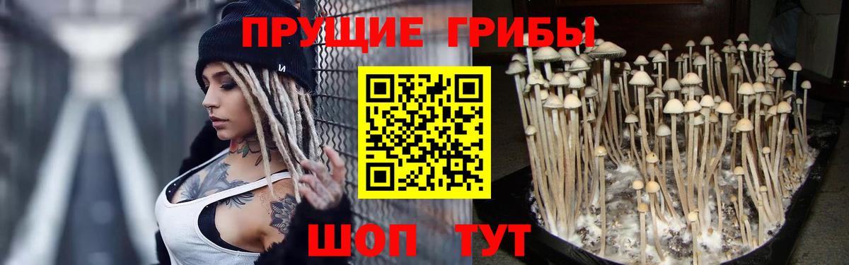 Кольчугино  Галлюциногенные грибы Cubensis  Вход с VPN 